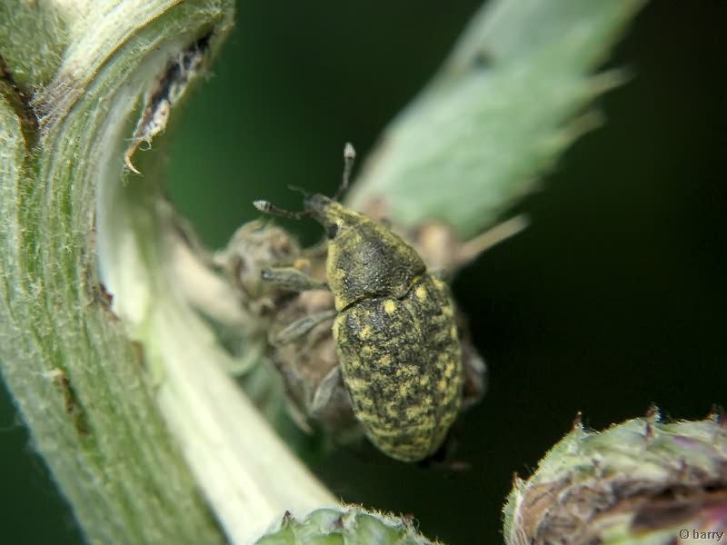 Larinus turbinatus Gyllenhal, 1835